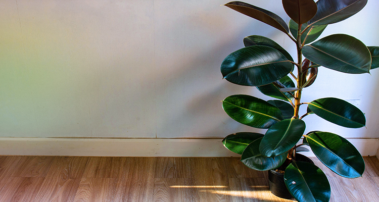 Rubber Plant