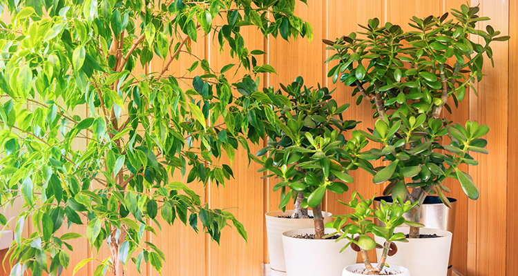 Weeping Fig